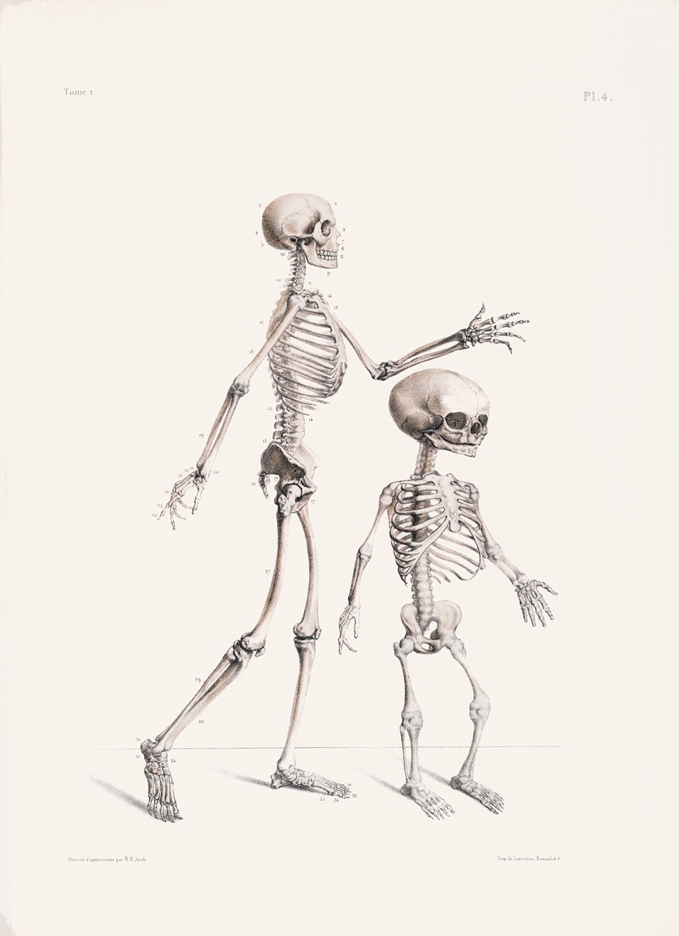 Tome 1. Planche 4. Skeleton | Copyright: TASCHEN