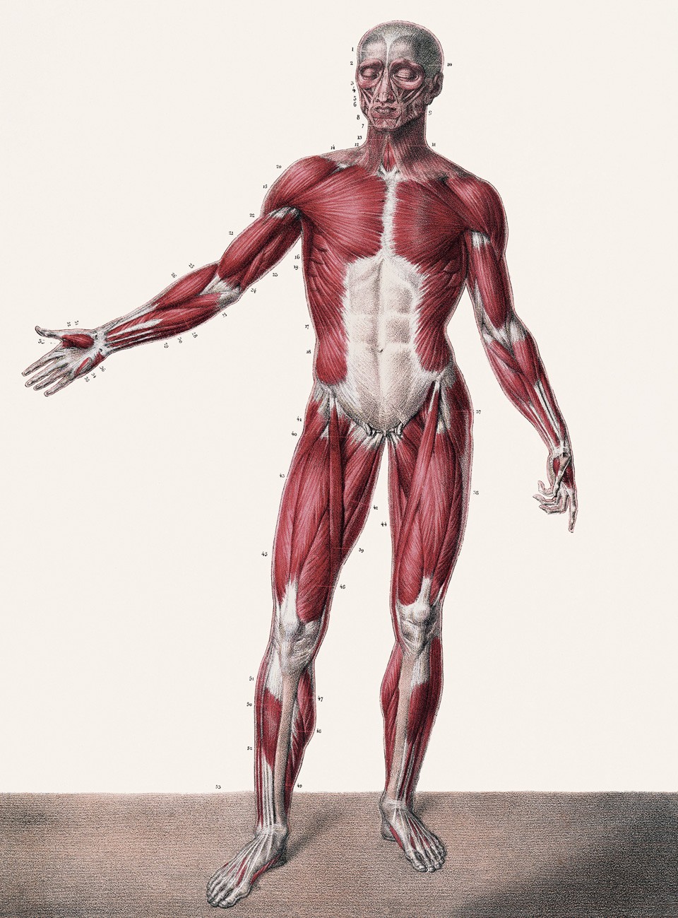 Musculi Corporis Humani | Muskeln des menschlichen Körpers | Tome 2. Planche 60. Muscles of the Human Body. | Copyright: TASCHEN