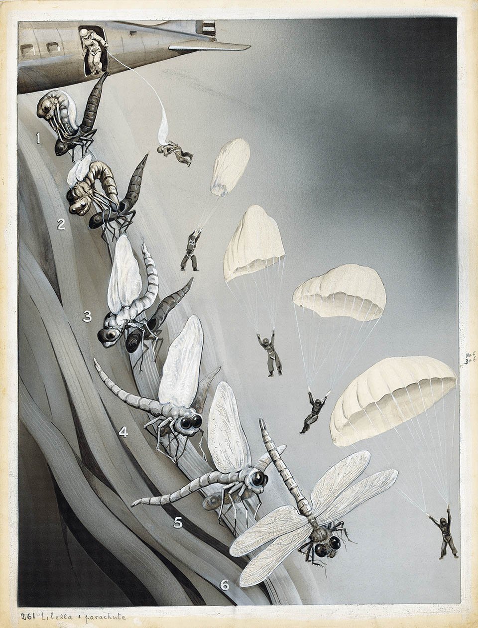 Die Entfaltung der Insektenflügel (The unfolding of insect wings) Das Buch der Natur II, Albert Müller, Rüschlikon/Zurich 1952, p. 100