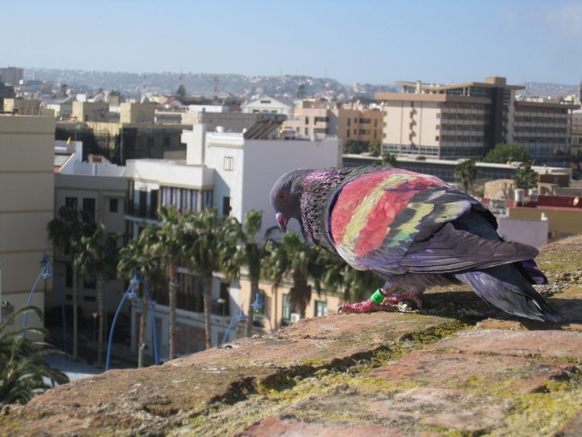 Borderstories, Taube mit spanischer Flagge über den Dächern der Grenzstadt Melilla. Im Hintergrund ist das marokkanische Umland zu sehen. © Sofie Steinberger